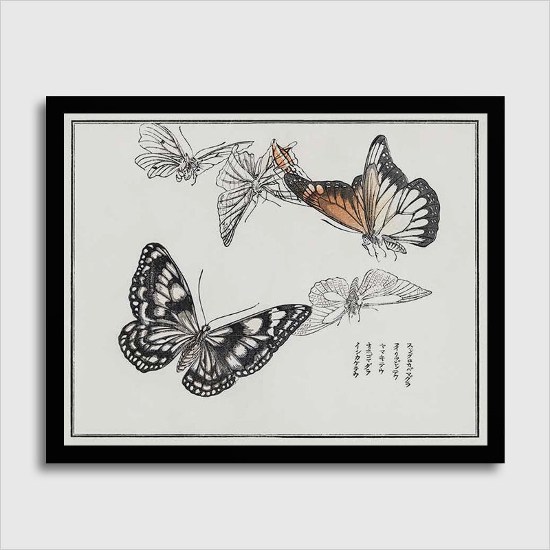 Butterflies Illustration