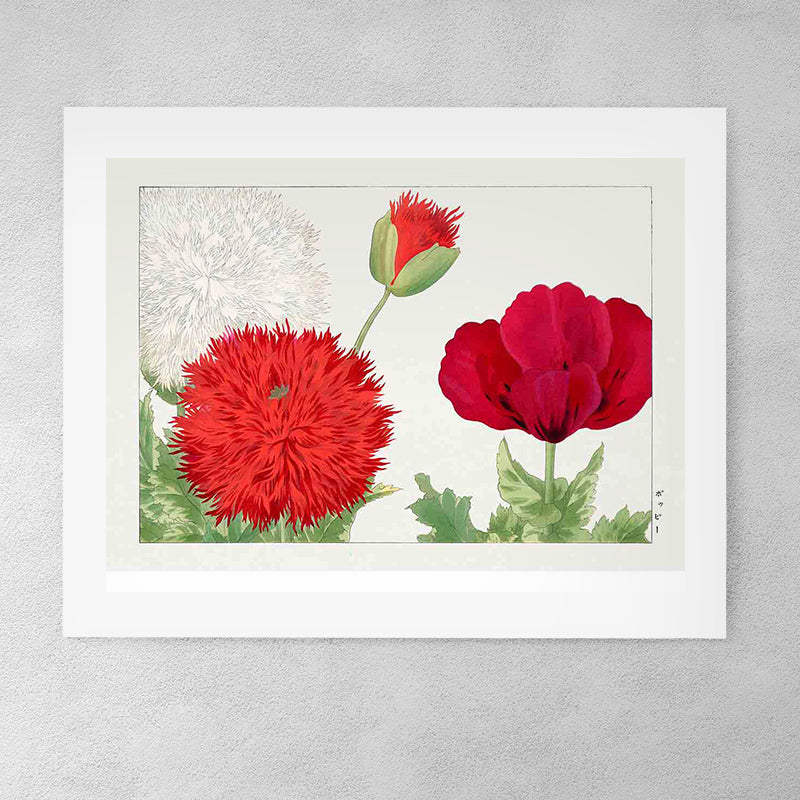 Vintage Poppy Flower-04