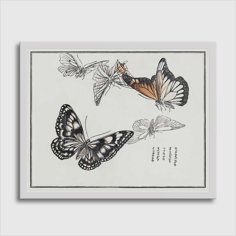 Butterflies Illustration