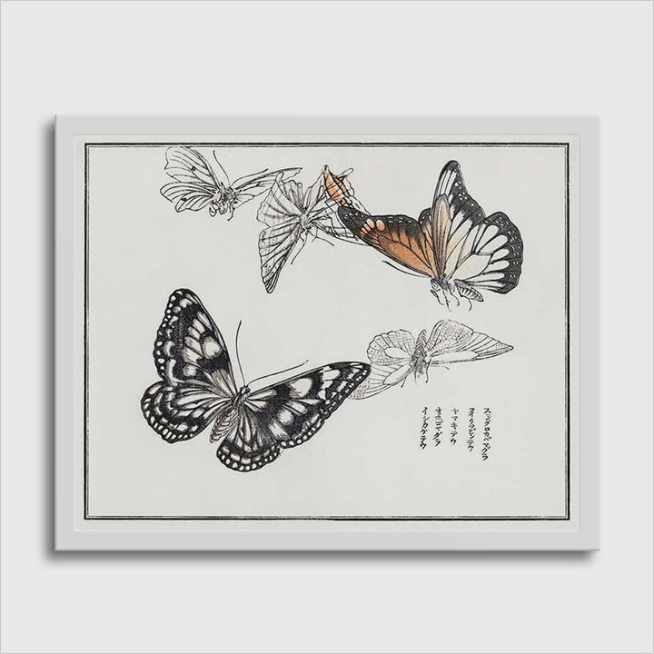 Butterflies Illustration