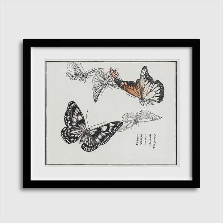 Butterflies Illustration