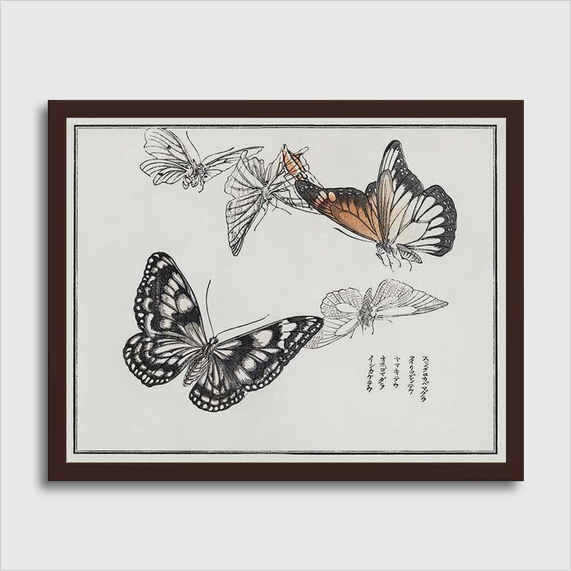 Butterflies Illustration