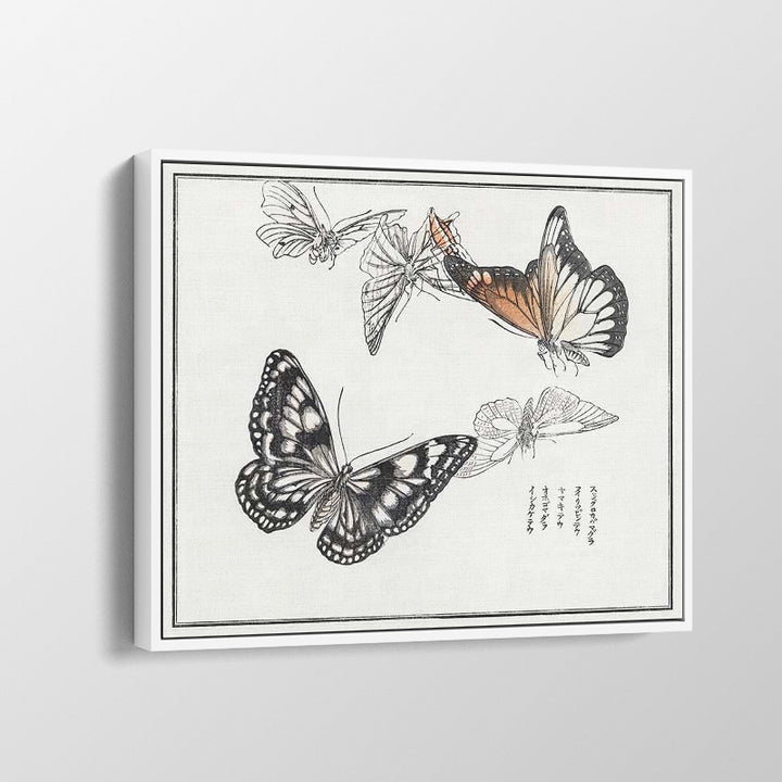 Butterflies Illustration