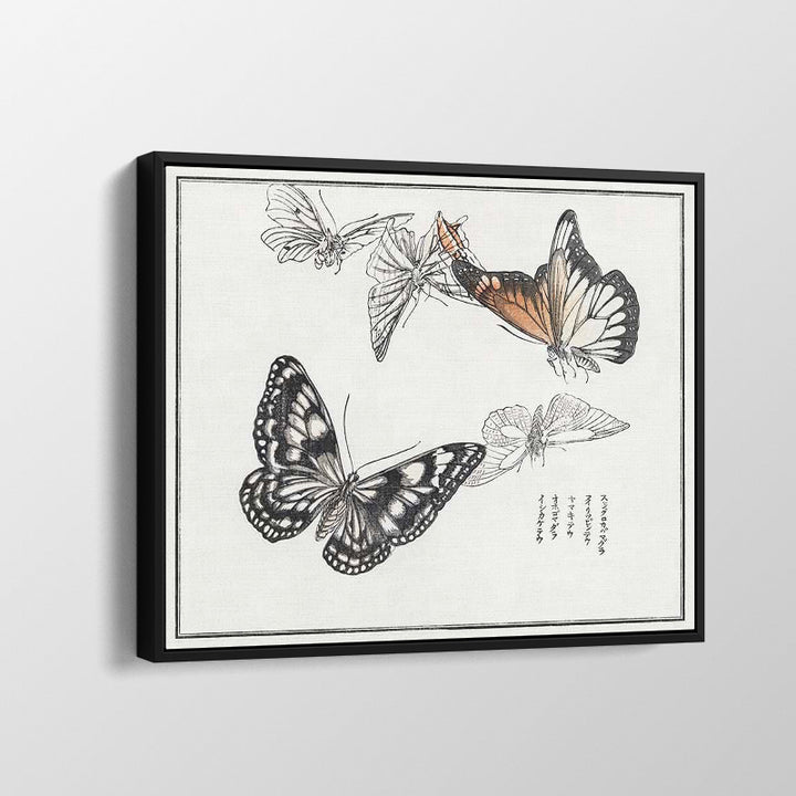 Butterflies Illustration