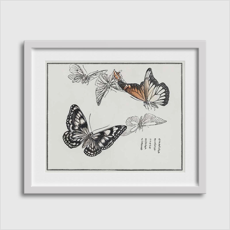 Butterflies Illustration