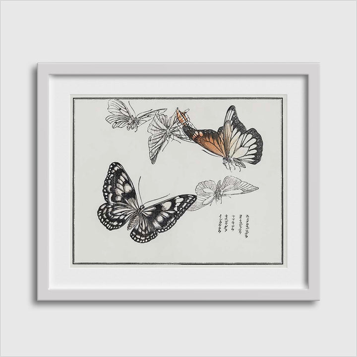 Butterflies Illustration