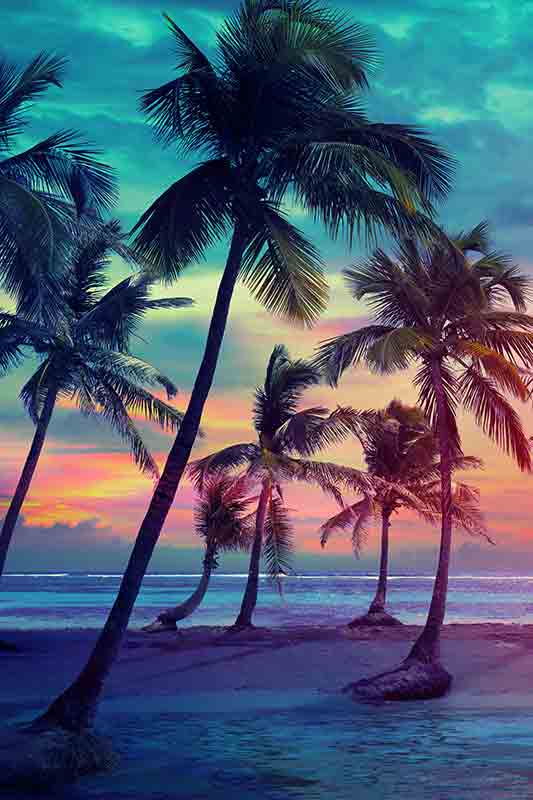 Palm Trees Silhouettes On Tropical Beach