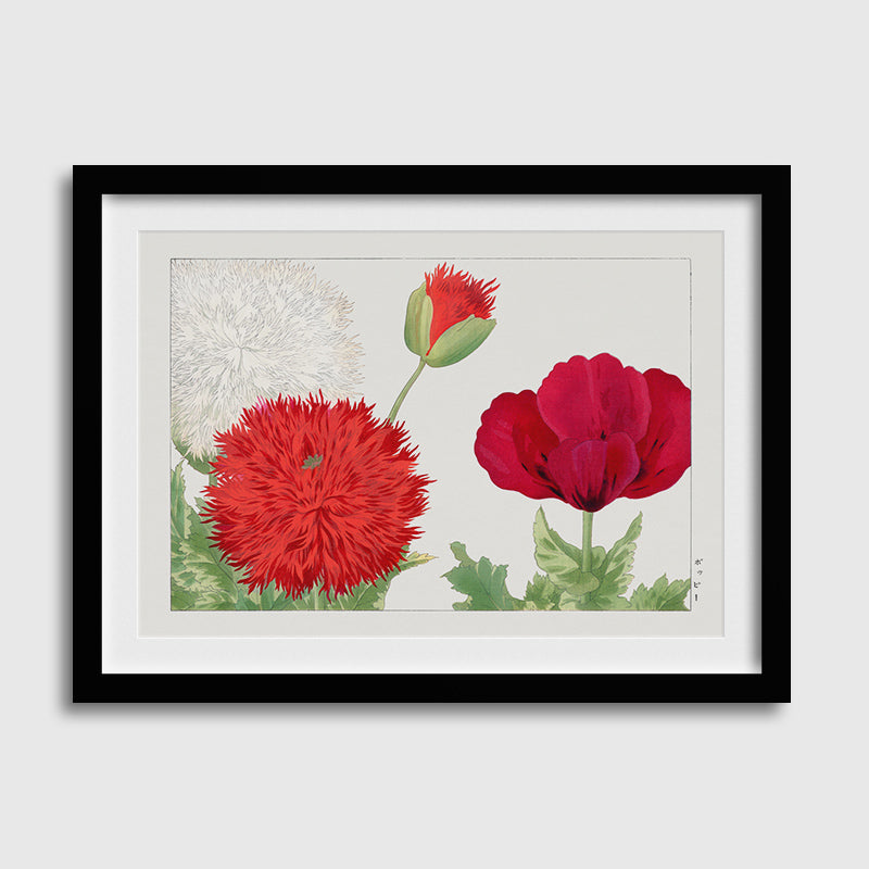 Vintage Poppy Fllowers-04