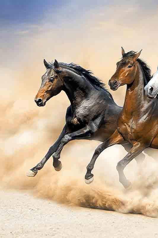 Running Horses