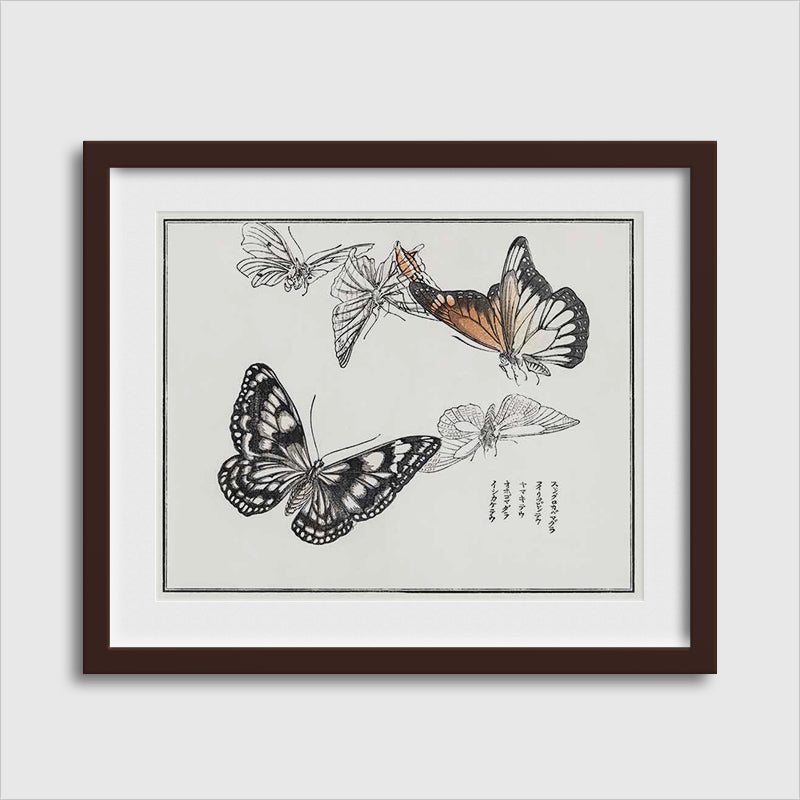 Butterflies Illustration