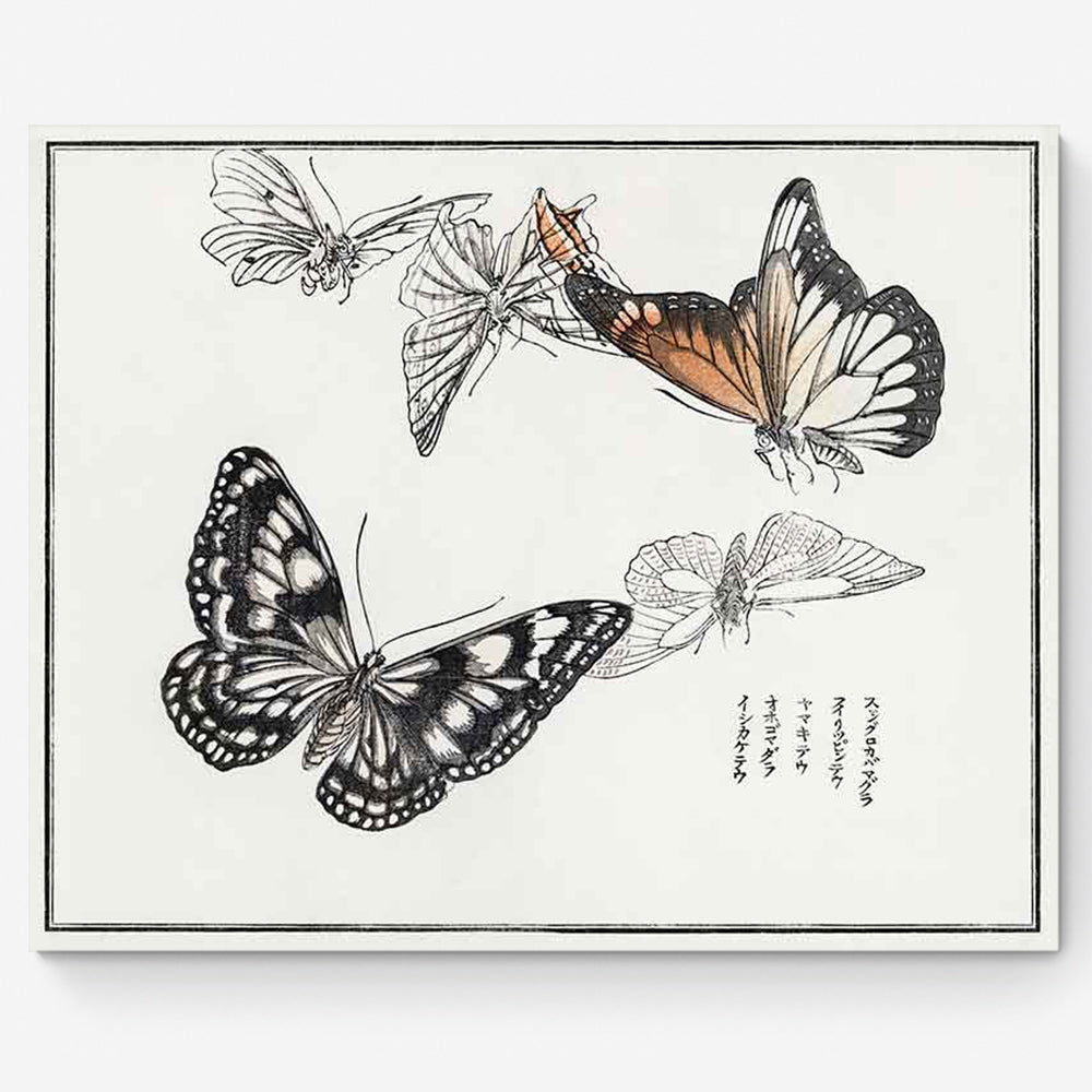 Butterflies Illustration